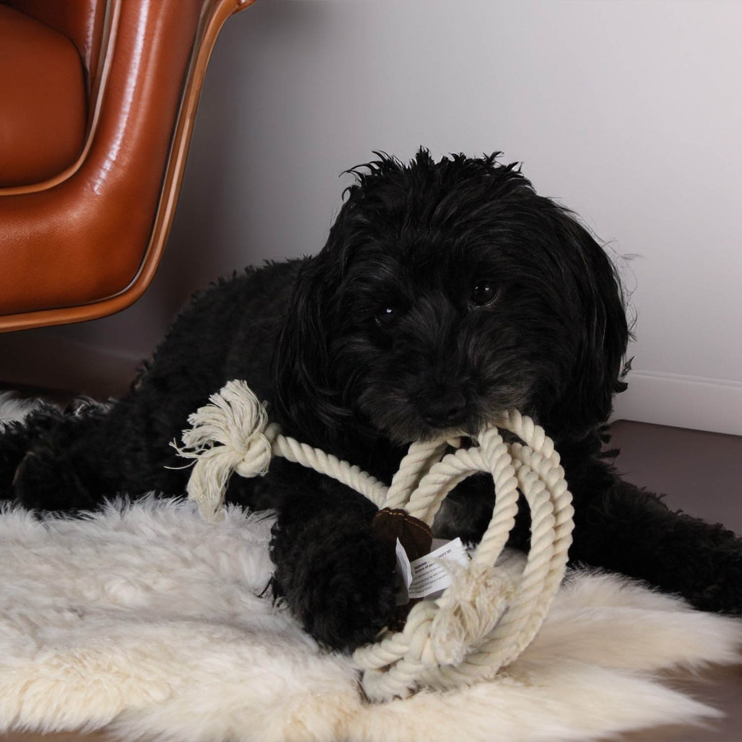 dog with rope lasso